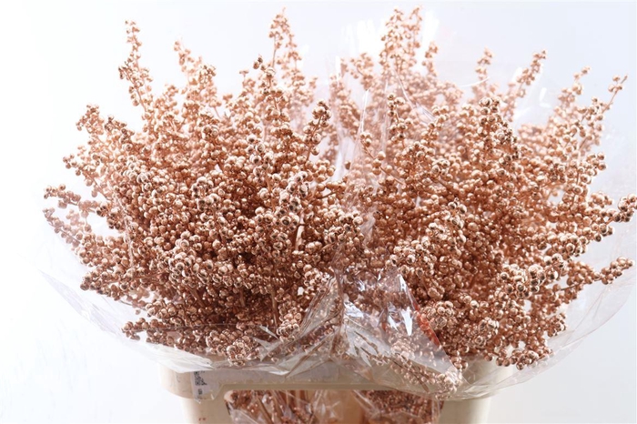 <h4>Ilex Kbh Copper Stem</h4>