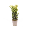Taxus media Hillii
