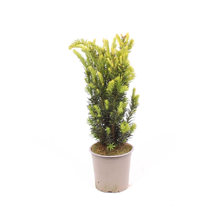 Taxus media Hillii