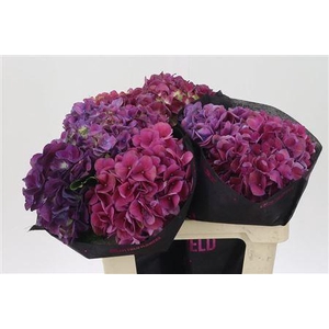 Hydr M Mag Trophy Purple