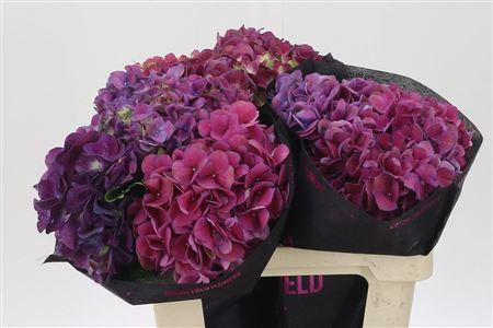 <h4>Hydr M Mag Trophy Purple</h4>