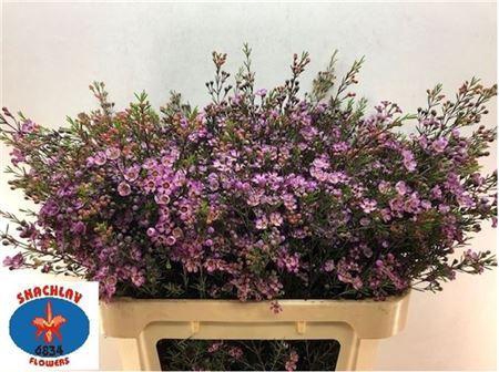 <h4>Chame Un Purple Prid</h4>