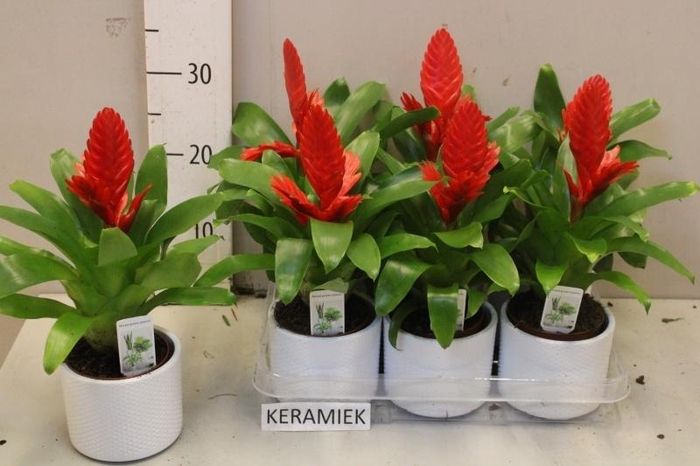 <h4>VRIES CHRISTIANE</h4>