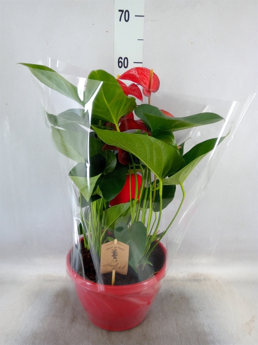 <h4>Anthurium andr. 'Casparo'</h4>