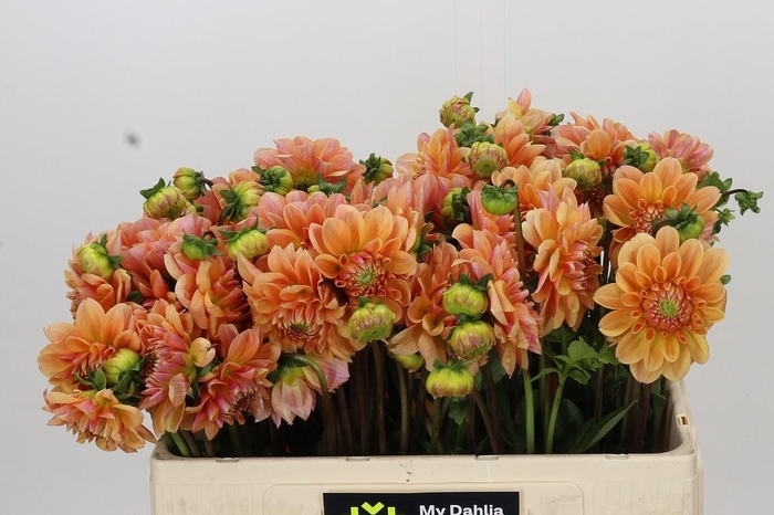 Dahlia Mandarin Baby