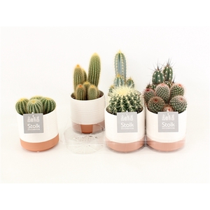 Cactus Mix In Milou keramiek