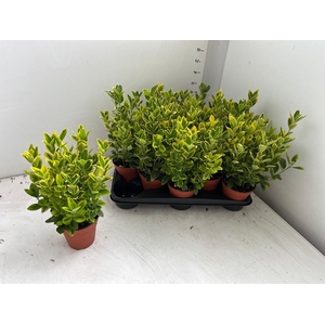 EUONYMUS JA AUREUS