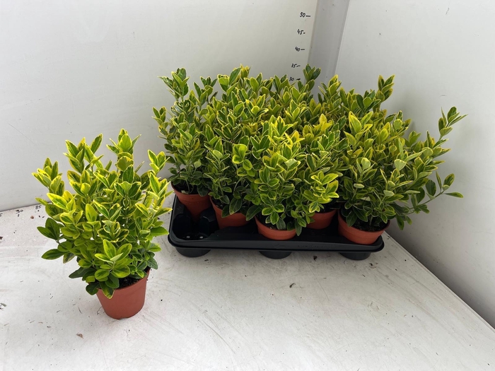 <h4>EUONYMUS JA AUREUS</h4>