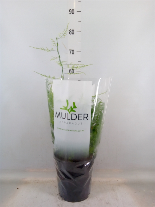 <h4>Asparagus setaceus</h4>