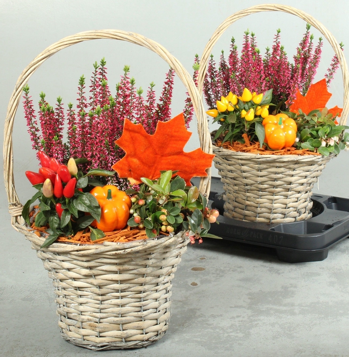 <h4>ARR GARDEN BASKET ORANGE X2</h4>