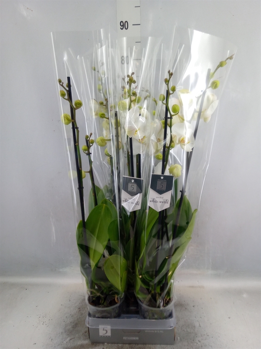 <h4>Phalaenopsis  'White World'</h4>