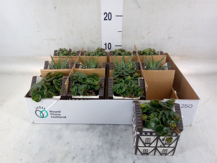 <h4>Planten  ..in schaal L%</h4>