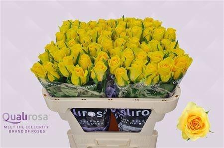 <h4>R GR MOONWALK</h4>