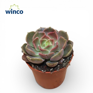 Echeveria Bron Rose