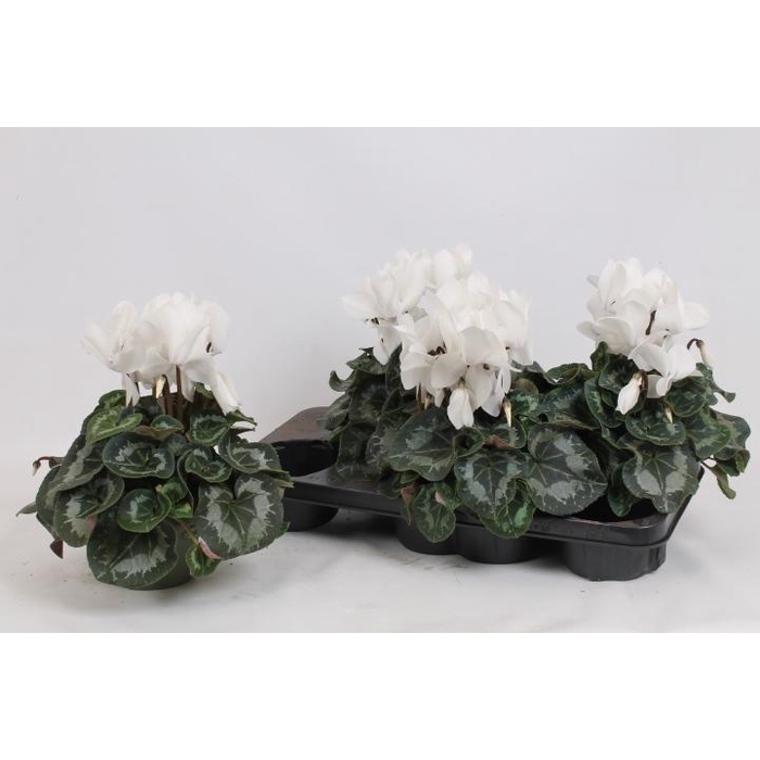 <h4>CYCL GR SUP MAMMOTH</h4>