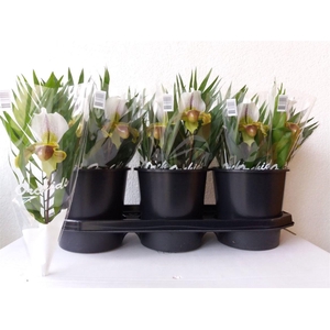 Paphioped X Leeanum Green White