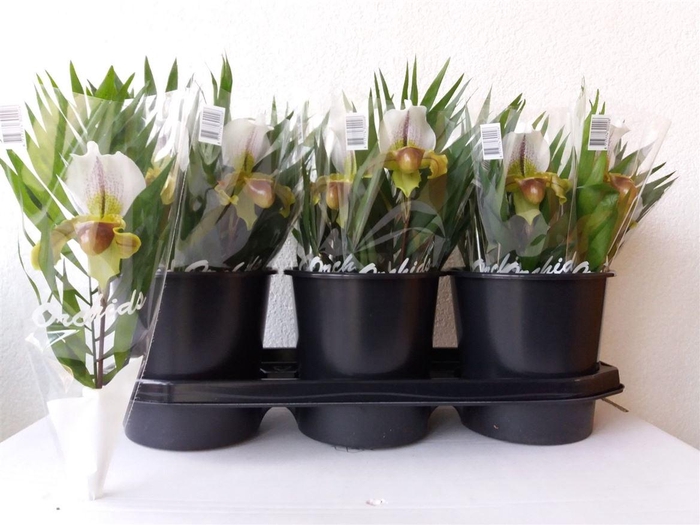 <h4>Paphioped X Leeanum Green White</h4>