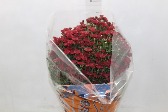 <h4>CRISANTEMO BOLA BELGA JASODA P20 VERMELHO</h4>