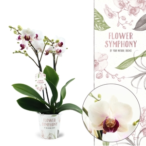 Flower Symphony | Safe Haven | Phalaenopsis 2 spike