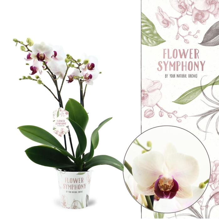 <h4>Flower Symphony | Safe Haven | Phalaenopsis 2 spike</h4>