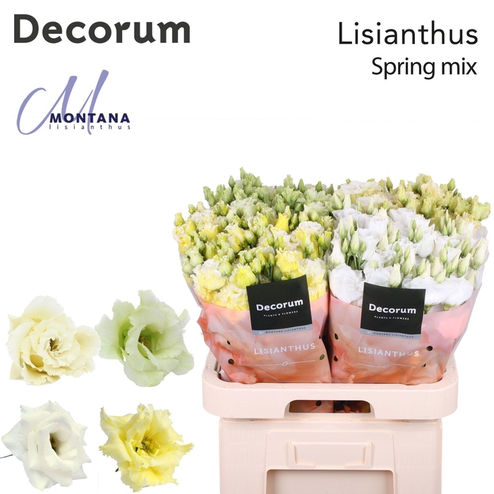 <h4>Lisianthus Spring mix 70cm</h4>