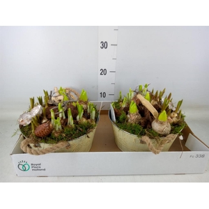 Arr.   Bol/Knolgewas L%