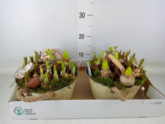 <h4>Arr.   Bol/Knolgewas L%</h4>