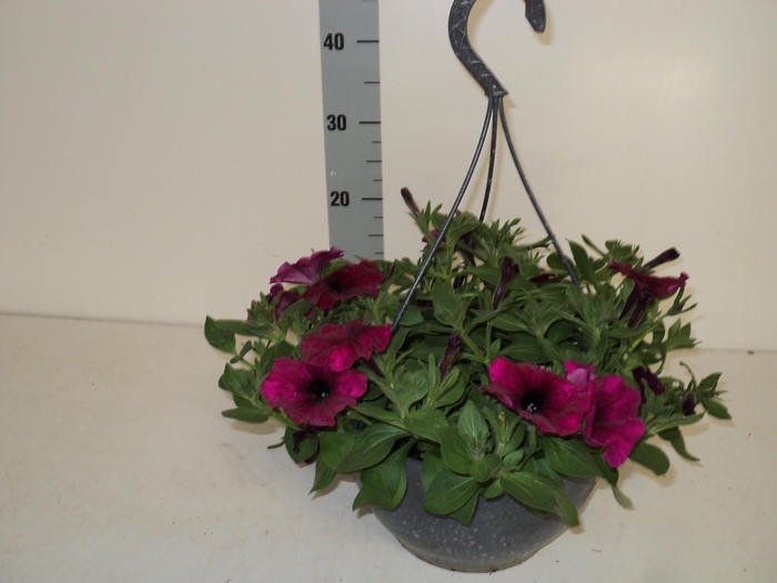 <h4>PET SAN PURPLE</h4>