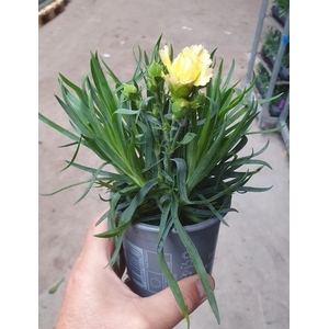 DIANTHUS CARYOPHYLLUS