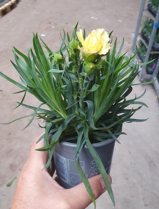 <h4>DIANTHUS CARYOPHYLLUS</h4>