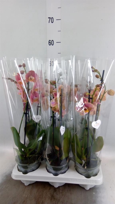 <h4>Phalaenopsis   ...rose</h4>