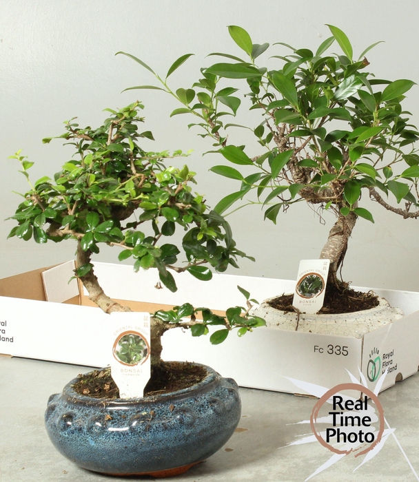 <h4>BONSAI GEM</h4>