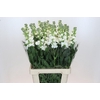 Matthiola Iron White