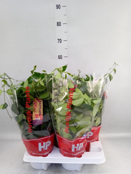<h4>Aeschynanthus   ...</h4>