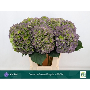 Hydrangea  'Verena Blue'  CL