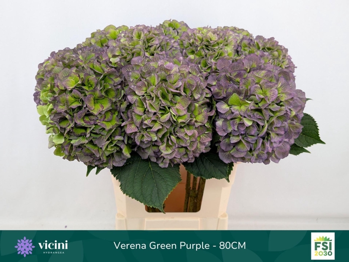 <h4>Hydrangea  'Verena Blue'  CL</h4>