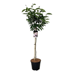 Magnolia soulangeana