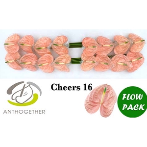 Anthurium Cheers