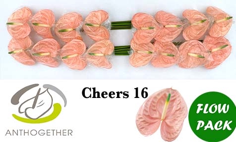 <h4>Anthurium Cheers</h4>