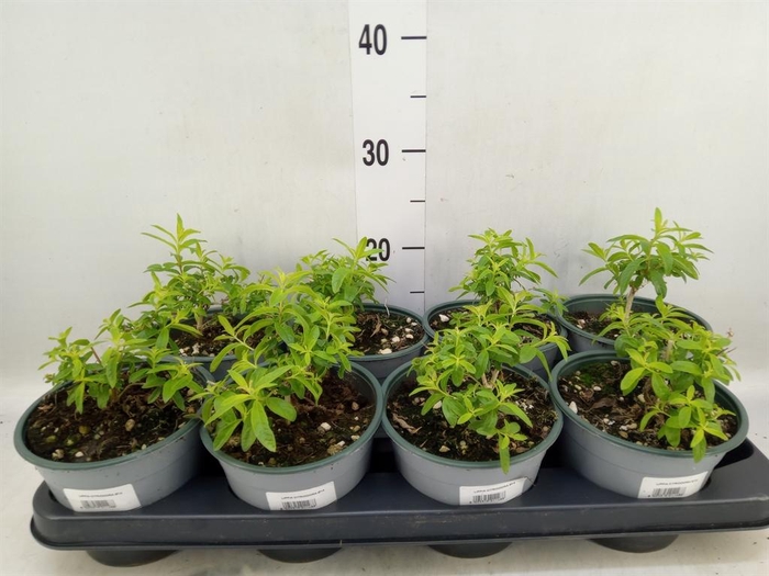 <h4>Tuinkruiden ...</h4>