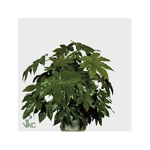 Fatsia japonica