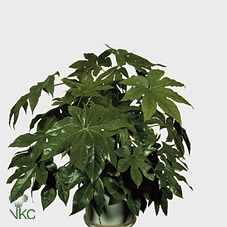 <h4>Fatsia japonica</h4>