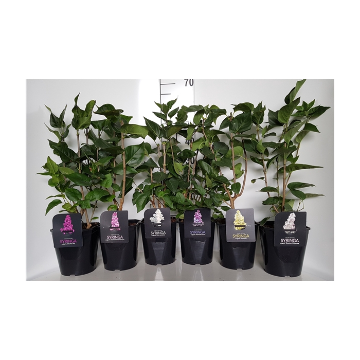 <h4>Syringa vulgaris In Cultivars 3-4 tak</h4>