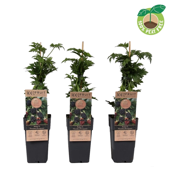 <h4>Rubus fruticosus 'Thornless Evergreen' (doornloos), P15</h4>