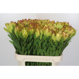 Leucadendron Goldstrike