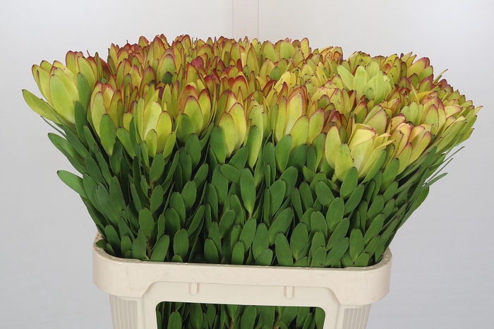 Leucadendron Goldstrike