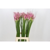 Nerine Bicolor Lipstick