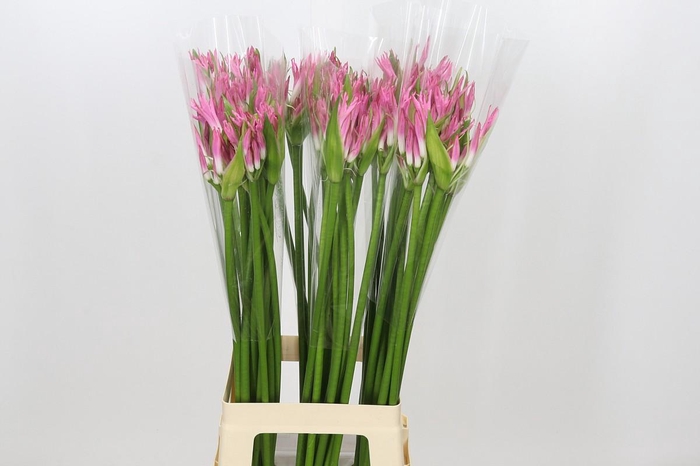 Nerine Bicolor Lipstick