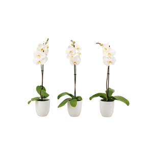 Hugo White Phal Wit 1T9+
