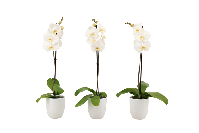 <h4>Hugo White Phal Wit 1T9+</h4>